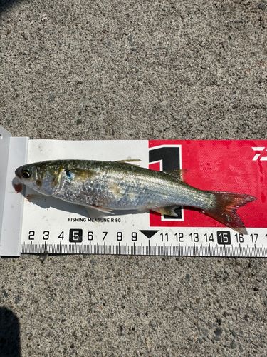 ボラの釣果