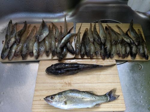 ハゼの釣果