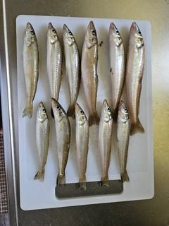 シロギスの釣果