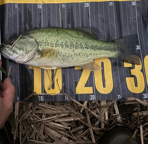 ラージマウスバスの釣果