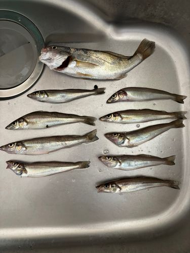 キスの釣果