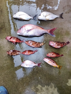 タイの釣果