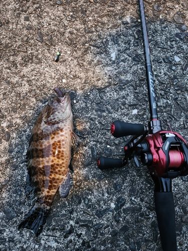 オオモンハタの釣果