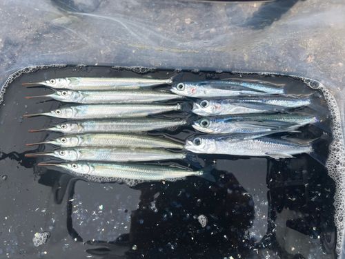 トビウオの釣果