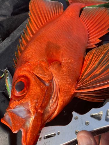 チカメキントキの釣果