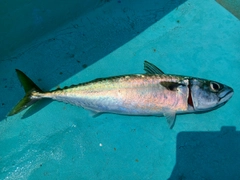 マサバの釣果