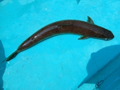 エソの釣果