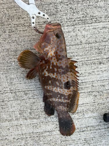 キジハタの釣果