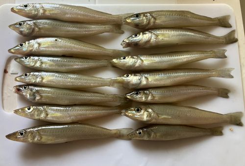 キスの釣果