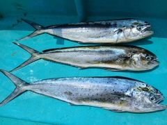 シイラの釣果