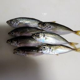 アジ