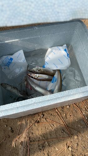 キスの釣果