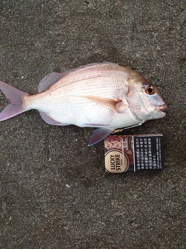 マダイの釣果