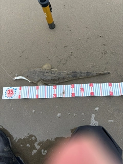 マゴチの釣果