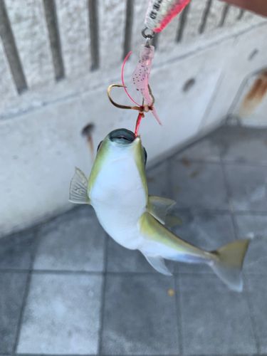 フグの釣果