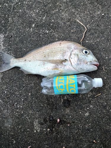 ヘダイの釣果