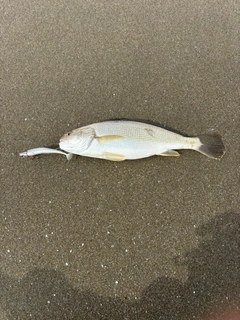 イシモチの釣果