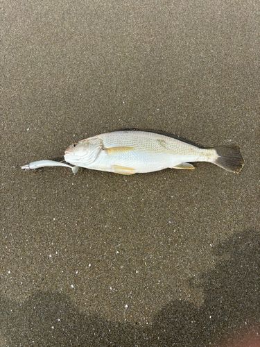 イシモチの釣果