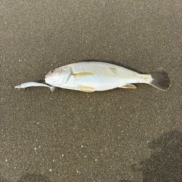 イシモチ