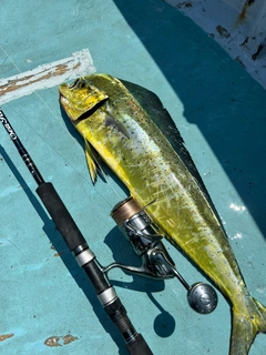 シイラの釣果