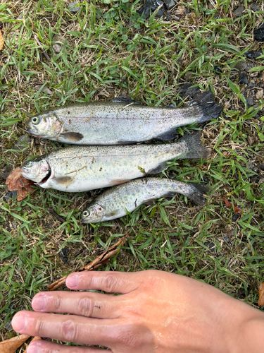 ニジマスの釣果