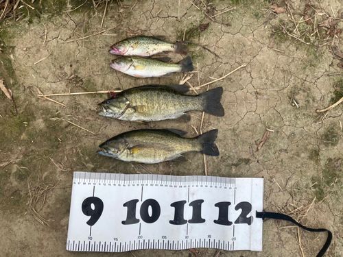 ブラックバスの釣果