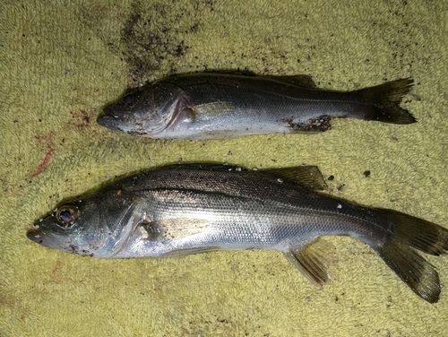 セイゴ（マルスズキ）の釣果