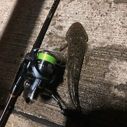 マゴチ