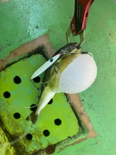 シロサバフグの釣果