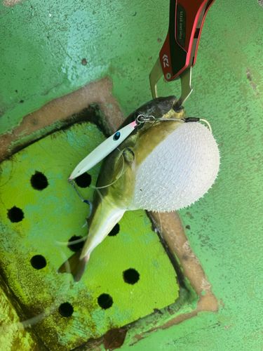 シロサバフグの釣果
