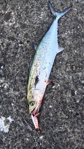 サゴシの釣果