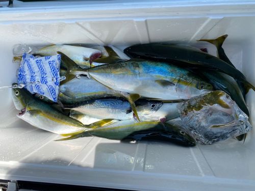 イナダの釣果