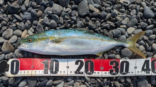 ワカナゴの釣果