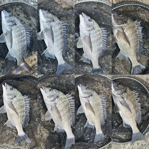 クロダイの釣果