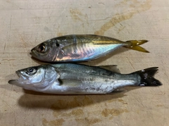 セイゴ（マルスズキ）の釣果