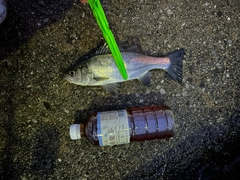 セイゴ（ヒラスズキ）の釣果