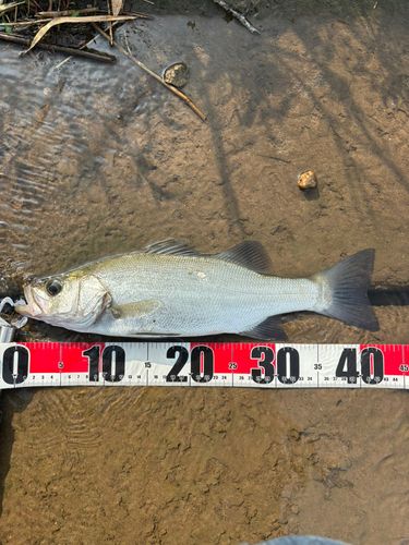 セイゴ（ヒラスズキ）の釣果