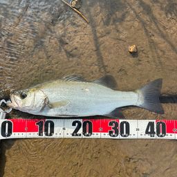 セイゴ（ヒラスズキ）