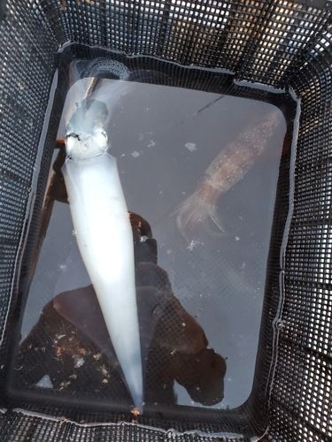 ケンサキイカの釣果