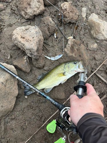 ラージマウスバスの釣果