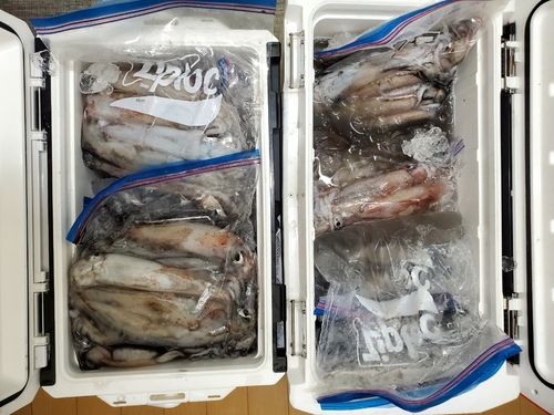 ケンサキイカの釣果