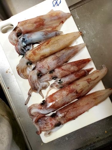 ケンサキイカの釣果