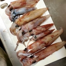 ケンサキイカ