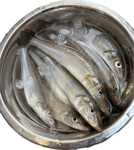 キスの釣果