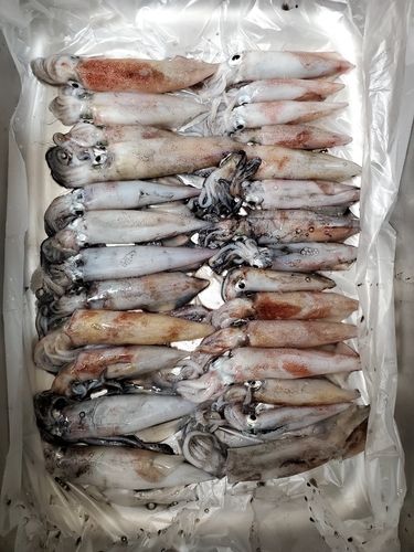 ケンサキイカの釣果