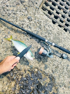 ワカシの釣果