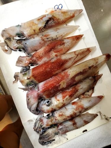 ケンサキイカの釣果