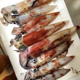 ケンサキイカ