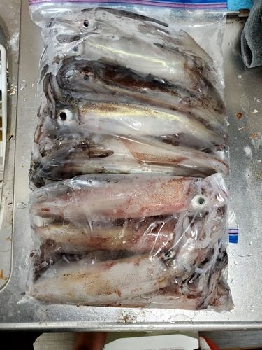 ケンサキイカの釣果