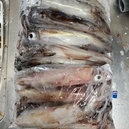ケンサキイカ